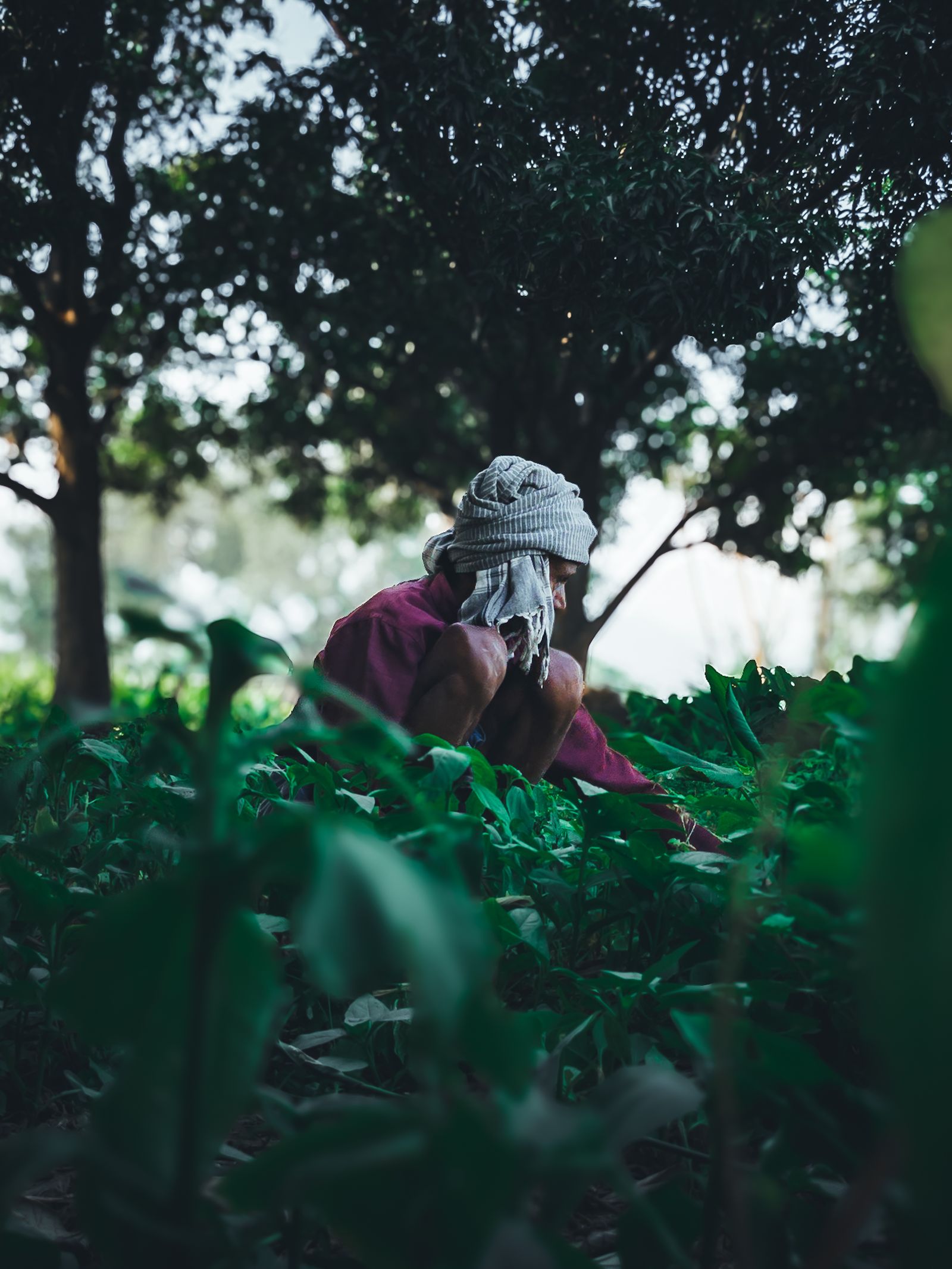 Indian farmer tending crops in a green field