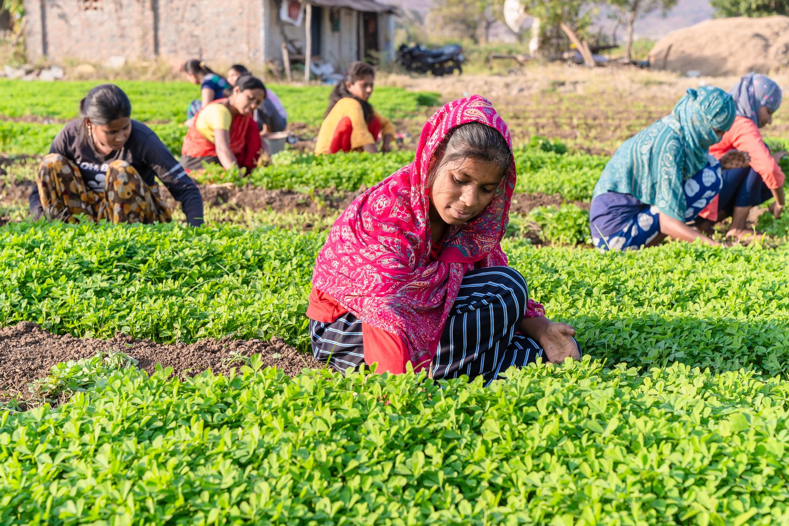 Women farmers working together in a green field in India